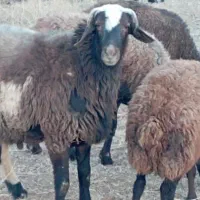 قوچ|حیوانات مزرعه|فریدونشهر, |دیوار