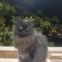 گمشده