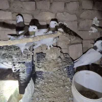 کفتر طوقی پاک