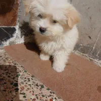 سگ پامر