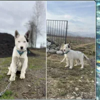 توله سگ نژاد دار