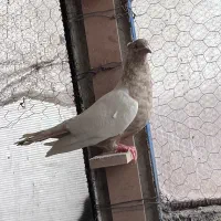 کفتر سینه ای معامله