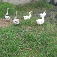 غاز های چهارماهه|حیوانات مزرعه|لولمان, |دیوار