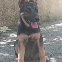 معاوضه سگ با مرغ و خروس