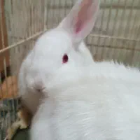 خرگوش|موش و خرگوش|نیشابور, دارایی|دیوار