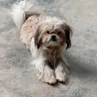 فروش سگ شیتزو فلت