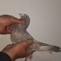 کفتر|پرنده|کرج, شهرک سهرابیه|دیوار