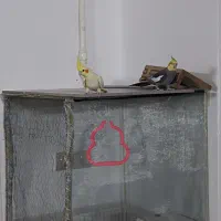 فروش عروس هلندی نر و ماده|پرنده|قوچان, |دیوار