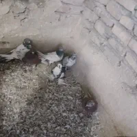 کبوتر غریب گیری