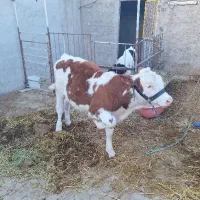 گوساله ماده مونت بیلیارد، سیمینتال