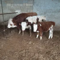 گاو گوساله|حیوانات مزرعه|مرودشت, قانون|دیوار