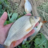 نیازمند ماهی پاک کن حرفه ای  و کارگر ماهی سرا