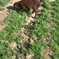 بره خرج خور