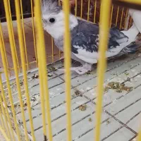 عروس هلندی نر مولد