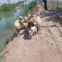 حمیدیه