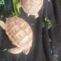 مجسمه فروشی حراجی|مجسمه، تندیس، ماکت|زابل, |دیوار