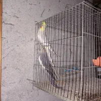 عروس هلندی نر ماده|پرنده|رشت, فرزانه|دیوار