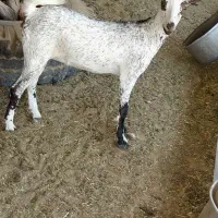 بزغاله خاص|حیوانات مزرعه|رامهرمز, |دیوار