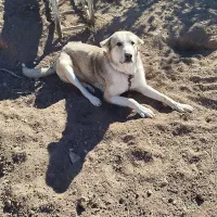 سگ سرابی عراقی