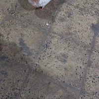 کله داروتیکه پاره|پرنده|رباط‌کریم, وهن آباد|دیوار