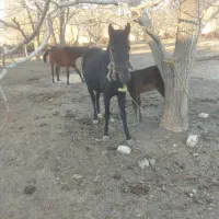 مادیان وکره