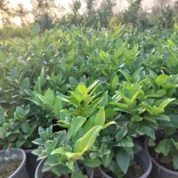 گل یاس سطل ۳|گل و گیاه طبیعی|خرمآباد (تنکابن), |دیوار