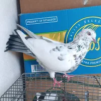 کبوتر ماده سوسکی