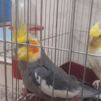 عروس پاریس