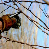 هرس فرم و باردهی درختان میوه