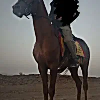 اسب ترکمن اصیل نریان مدرک دار|اسب و تجهیزات اسبسواری|سبزوار, قصبه شرقی|دیوار