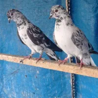 کبوتر پرشی|پرنده|تهران, باغ خزانه|دیوار