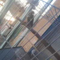 سره نره کرمونی سره اهوازی