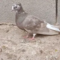 کوهی و سرخ دم سفید|پرنده|رامشیر, |دیوار