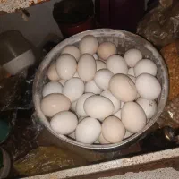 تخم مرغ نطفه دار گلین