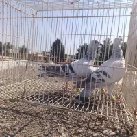 کبوتر. ۱۴تاپرشی ورضرب