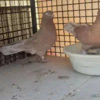 کبوترکاکلی پاپر