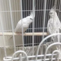 یک جفت عروس هلندی نرو ماده