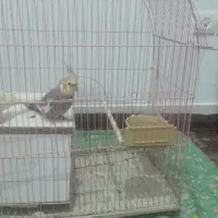 عروس هلندی سخنگو