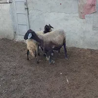 دوراس میش بره دار جوان|حیوانات مزرعه|سیمین شهر, |دیوار