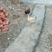 مرغ محلی|حیوانات مزرعه|مریوان, |دیوار