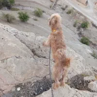 سگ فروشی|سگ|جره و بالاده, |دیوار