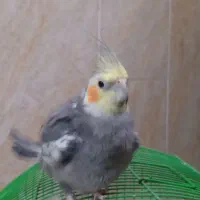 پرنده|پرنده|پاسارگاد, |دیوار