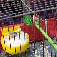 سره جفتی جوجه قفس وماده جفت شده ا