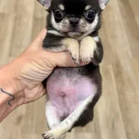 پامر /پودل/شی هواوا/گلدن/چاوچاو|سگ|اصفهان, احمدآباد|دیوار