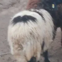 کره نر و بره ماده