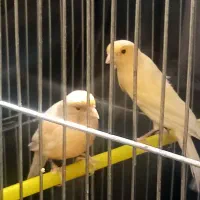 یک جفت قناری نر وماده مست