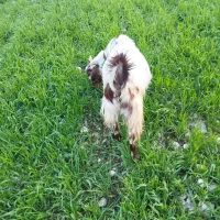 تعدادی بز نژاد دار فروش تا فردا فقط|حیوانات مزرعه|مهران (ایلام), |دیوار