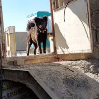 سگ لاس