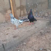 زاغ آبادانی با گور|پرنده|شوشتر, |دیوار