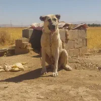 ماده سرابی